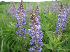 لوپن وحشی یا چندساله